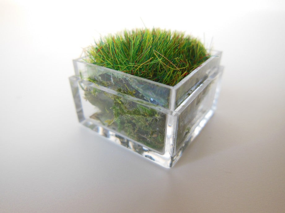 Clear Tall Square Lucite Tray with Wheat Grass