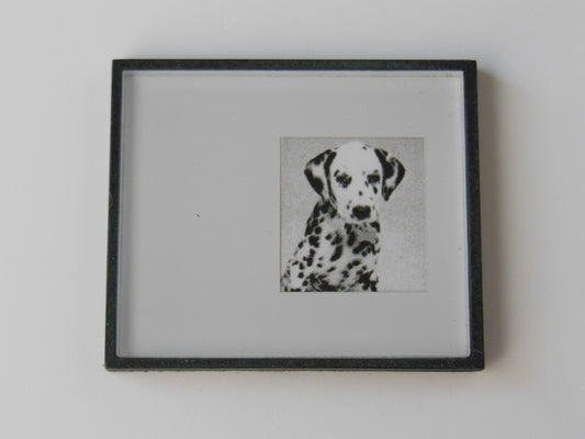 Black Framed Dalmatian Dog Print