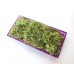 Purple Rectangle Lucite Tray with Moss