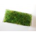 Clear Rectangle Lucite Tray with Wheat Grass